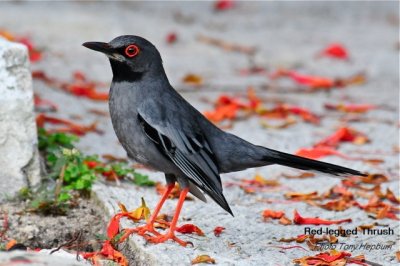Bahama Mockingbird