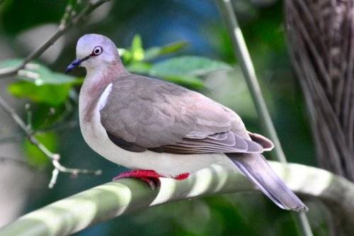 Caribbean Dove
